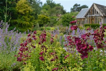 Nepeta penstemon country planting design, Staplefield, West Sussex