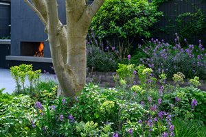 Charlotte Rowe Garden Design, Principal Designer Tomoko Kawauchi MSGLD - South West London Garden. Photograph © Jason Ingram