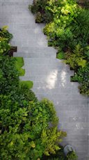 North London garden