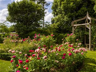 David Austin Roses Stylish Pergola