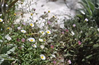 Le Pel flowers in Provence