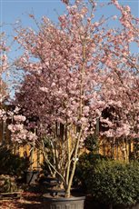 Prunus Accolade 300 to 350cm multi stem 