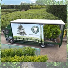 Screening trees and instant hedge from Practicality Brown