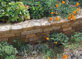 cotswold stone wall with californian poppies