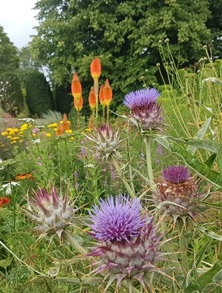 **NEW** Bitesize Planting CPD: Choosing plants to encourage wildlife with Anna Ribo - 09 Jul 2025