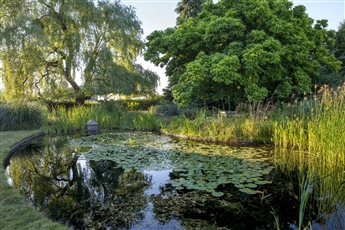 The wildlife pond, designed around existing trees is the hub of this large country garden in rural Berkshire - voted the Nations Favourite garden in 2021 by the NGS and readers of The English Garden magazine