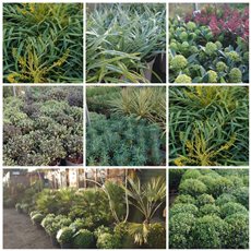 A Selection of Shrubs