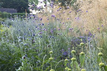 Sumptuous mixed border planting creates height, movement and year round interest for a wildlife friendly garden in Sussex.
Photo Credit: Abigail Rex