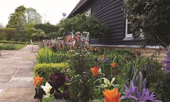 Late Spring - Tulips, Camassia and Anthriscus Ravens Wing creating early interest.