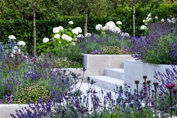 A terraced garden on a slope in Hertfordshire is planted with a diverse array of flowering plants and shrubs.