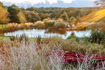 A shaft of autumn sunshine illuminates the pond at Brightling Down - image copyright Marianne Majerus
