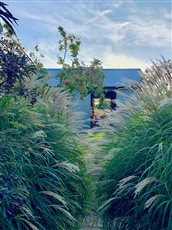 Family garden with ornamental grasses and bespoke studio.