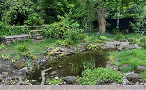 Sally Bower - Wildlife Rain Garden