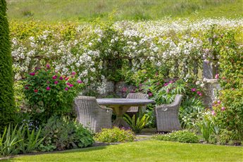 Seating area with table and chairs surrounded by Rosa 'Rambling Rector' 