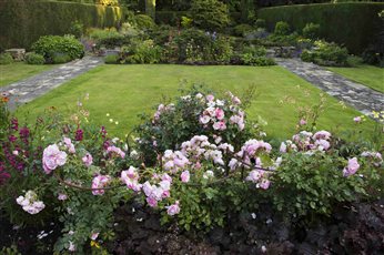 Roses in planting design, Yorkshire country garden in Ilkley.  Sunken garden and lawn terraces.