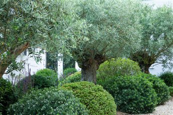 Lymington Town Garden