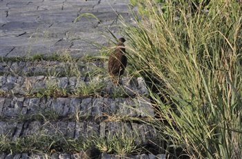 Friends along the steps at Elewana Sand River
