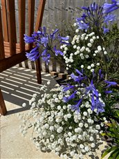 Seating shadows and exuberant flowers.