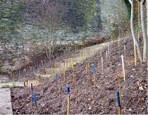 Great George Street, Bristol
- Preparing for planting