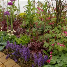 Colourful planting in a shady area.