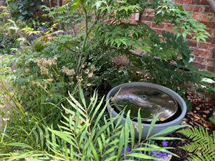 Glade garden self-contained fountain with Japanese maple and shady planting