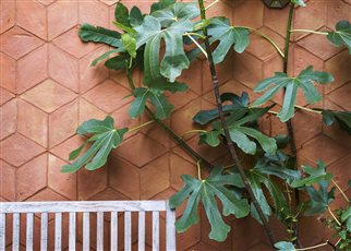 terracotta tiled wall with fig leaves