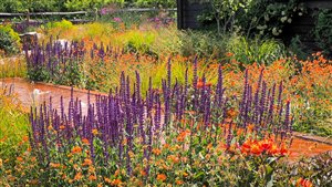 Ann-Marie Powell Gardens Ltd, Principal Designer Ann-Marie Powell FSGLD - Maybush. Photograph © Marybeth Derrington