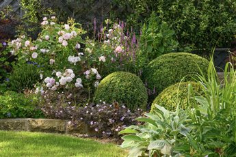 Garden & planting design for a Yorkshire country garden. Featuring clipped Buxus balls and roses. 