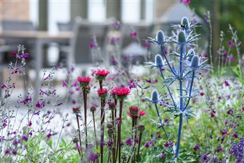Colourful mid summer planting in this city garden.  The steely blue Eryngiums send the bees crazy - they end up sleeping on top of them they are so blissed out! 
