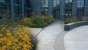 Courtyard planting at Bolton University