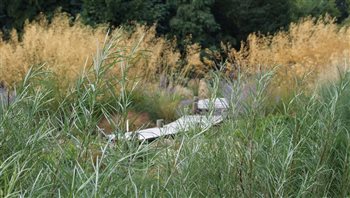 Wetland garden, Sussex