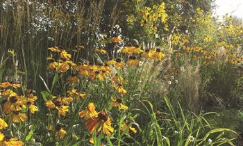 Yellow Border