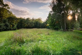 Wildflower Meadow - Felden -
Photo by Richard Bloom @richardbloomphoto