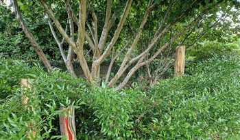 Woodland edge canopy with understory planting.  Keeping the stems clean allows light and visual access through the trees.