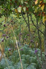 Planting design in Sidmouth, Devon