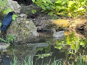 Wildlife Pond East Lothian