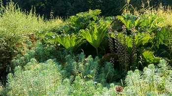 Layered planting, in wet and dry micro-climates, created with contouring.