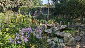 Japanese inspired pond garden with Yatsuhashi zigzag bridge leading to a formal front garden with pleached crab apple trees in Tilmanstone, Kent. First summer.