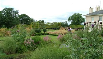 View across the garden towards pleached lime cubes, garden in Devon.