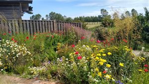 Kristina Clode - Wildlife Friendly Eco House Garden