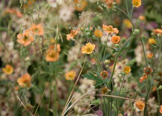 Signature Planting - Bold, Vibrant and Biodiverse