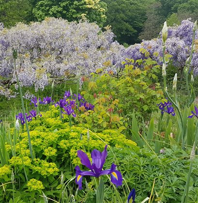 Bitesize Planting CPD: Choosing Plants for Cottage Garden Planting with Anna Ribo - 20 August 2025