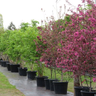 Tree Walk and Talk with Richard McKenna at Provender Nurseries - 15 April 2026