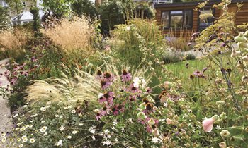 Colourful wild planting