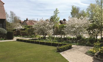 Spectacular Amelanchier lamarckii in spring