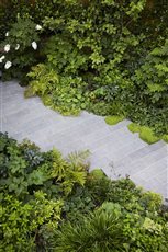 North London garden