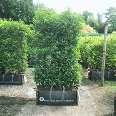 Practical Instant Hedge™ up to 2m high in individual 1m trough bags for easy of handling