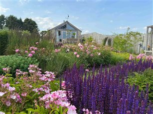 A contemporary rose garden