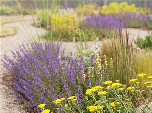 Coastal Planting Scheme East Lothian