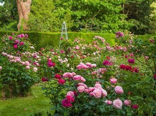 David Austin English Roses EUSTACIA VYE, Gabriel Oak and PRINCESS ANNE standard